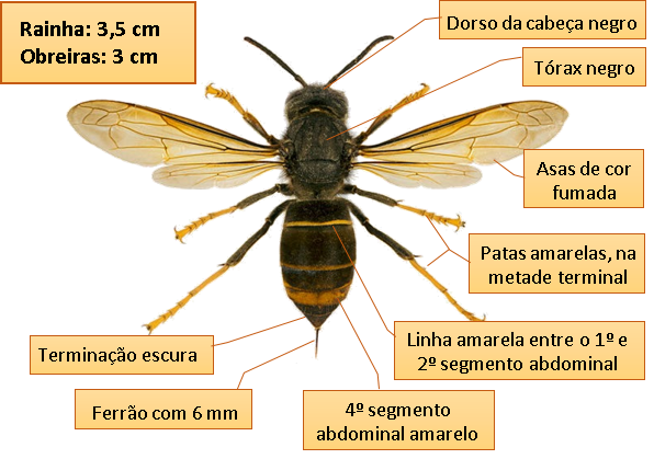 Descrição de uma Vespa